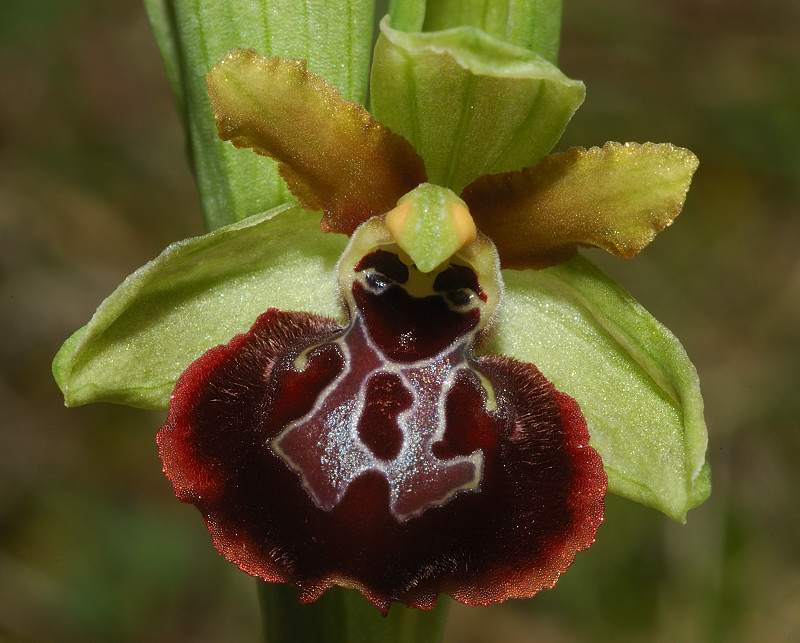 Le orchidee selvatiche spontanee di Ostia